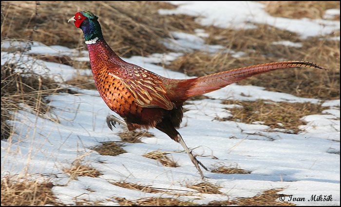 Bažant obecný (Phasianus colchicus) III