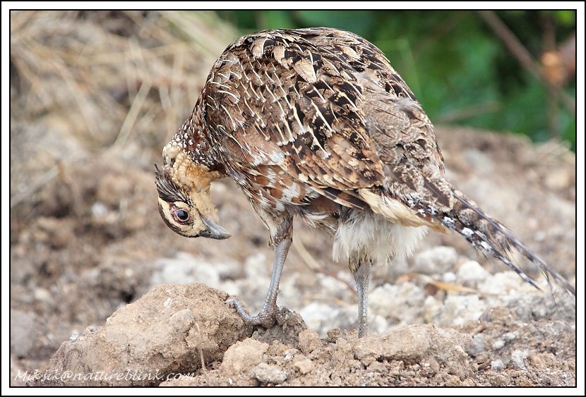 Bažant obecný (Phasianus colchicus) IX