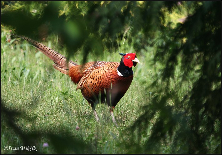 Bažant obecný (Phasianus colchicus) X