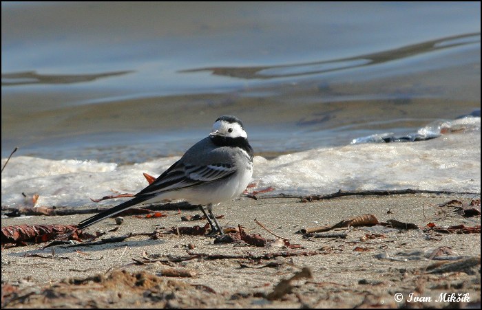 Konipas bílý (Motacilla alba) II