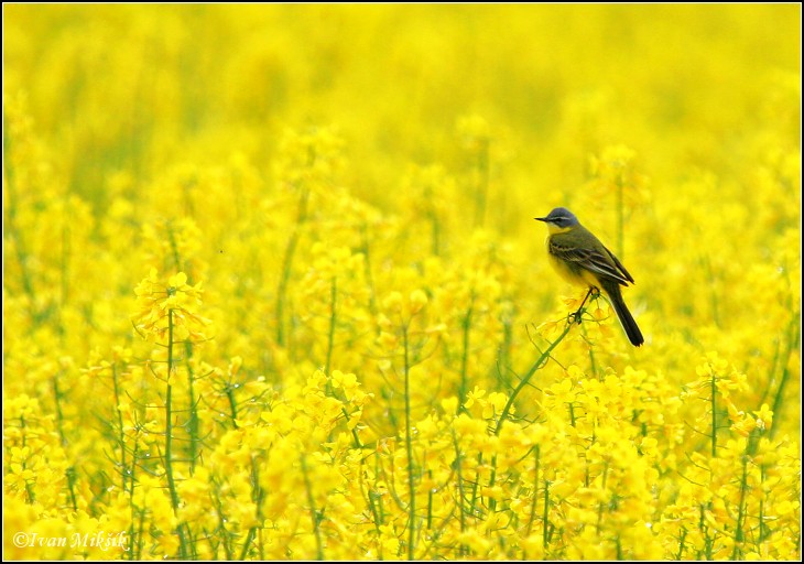 Konipas luční (Motacilla flava) II