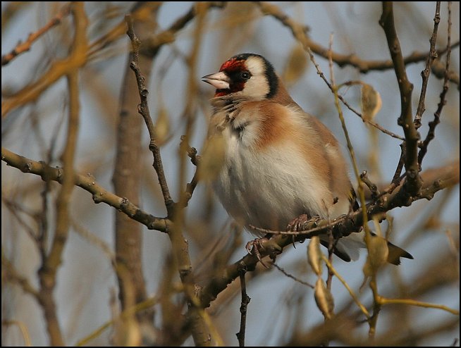 Stehlík obecný (Carduelis carduelis)