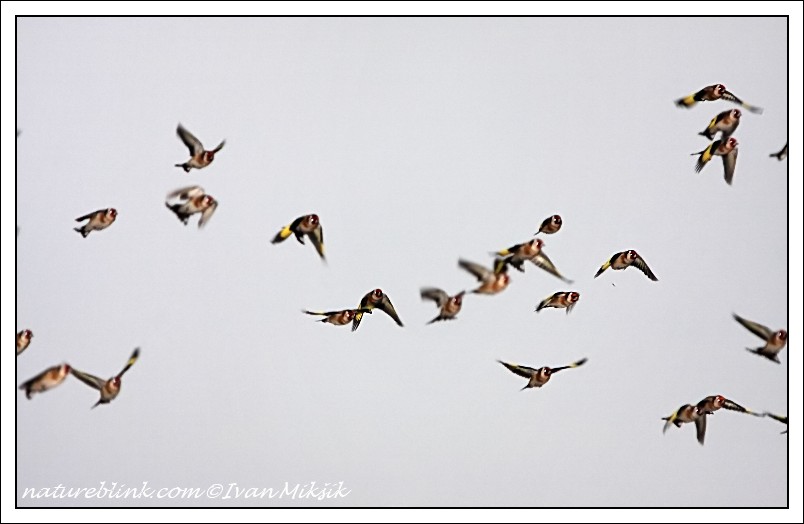 Stehlík obecný (Carduelis carduelis) II