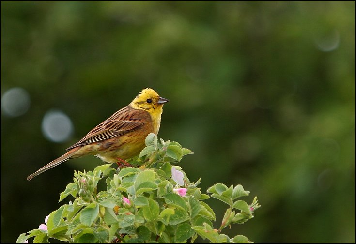 Strnad obecný (Emberiza citrinella) II