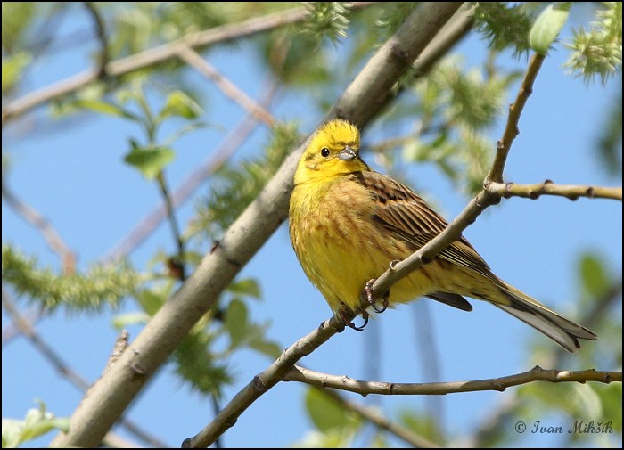 Strnad obecný (Emberiza citrinella) III