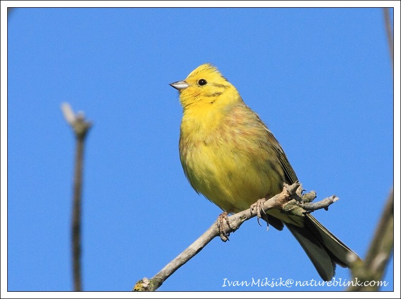 Strnad obecný (Emberiza citrinella) VI