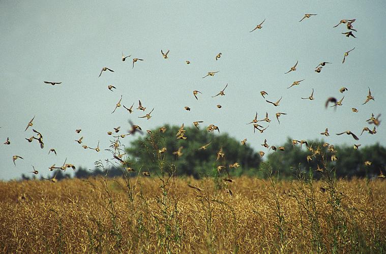 Vrabec polní (Passer montanus)