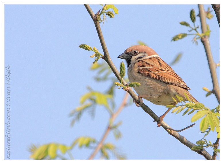 Vrabec polní (Passer montanus) II