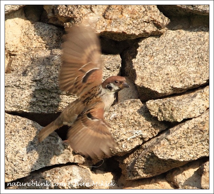 Vrabec polní (Passer montanus) IV