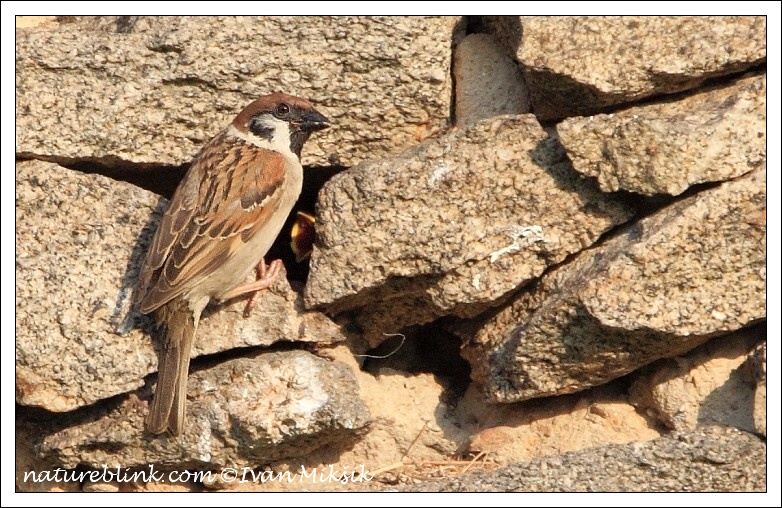 Vrabec polní (Passer montanus) V