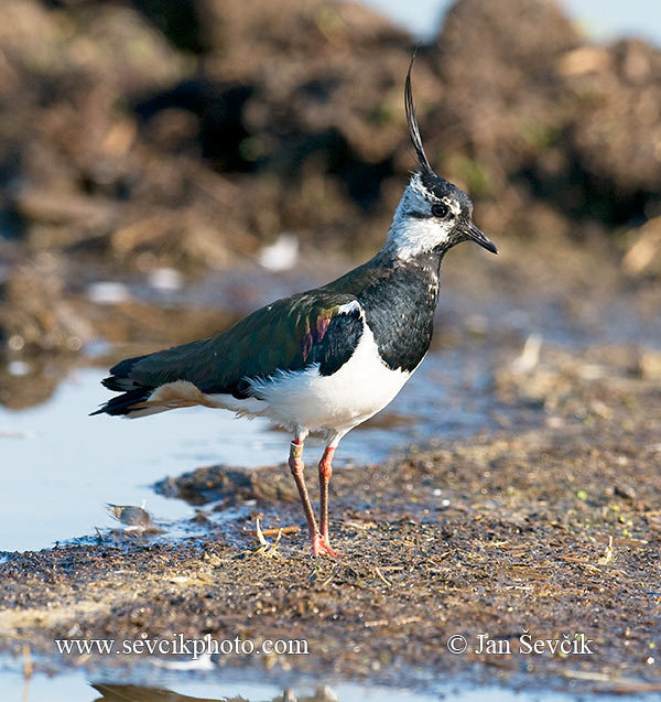 Čejka chocholatá (Vanellus vanellus)