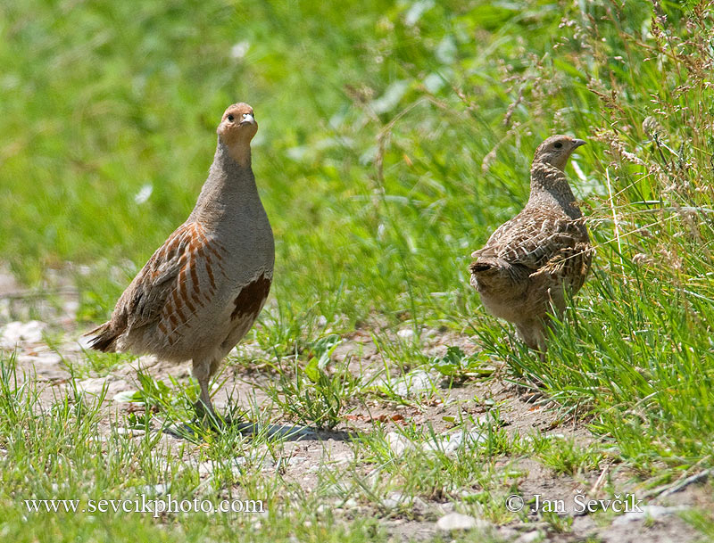 Koroptev polní (Perdix perdix) III