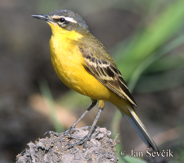 Konipas luční (Motacilla flava)