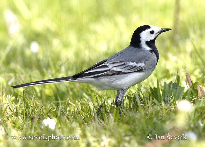 Konipas bílý (Motacilla alba) II