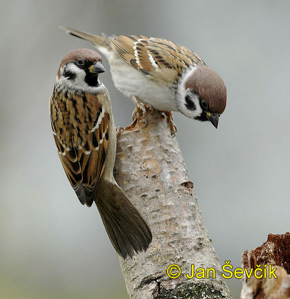 Vrabec polní (Passer montanus) II