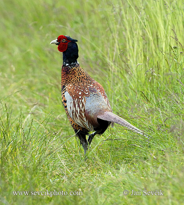 Bažant obecný (Phasianus colchicus) II