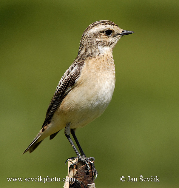 Bramborníček hnědý (Saxicola rubetra) II