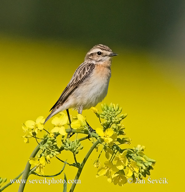 Bramborníček hnědý (Saxicola rubetra) III