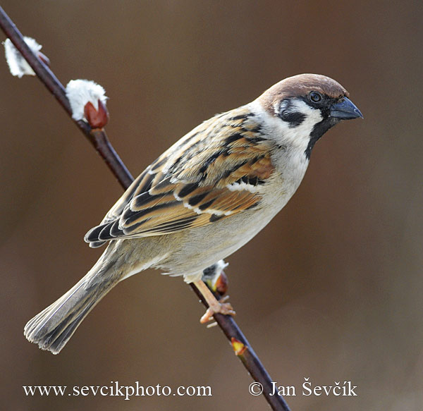 Vrabec polní (Passer montanus) IV