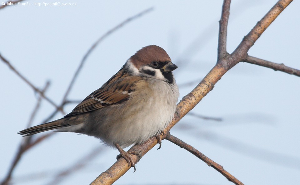 Vrabec polní (Passer montanus)