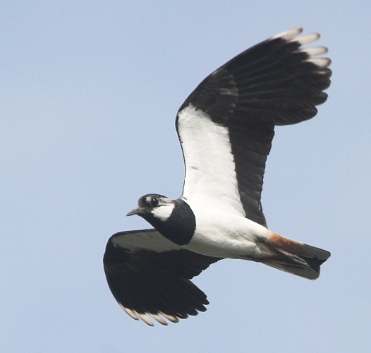 Čejka chocholatá (Vanellus vanellus)