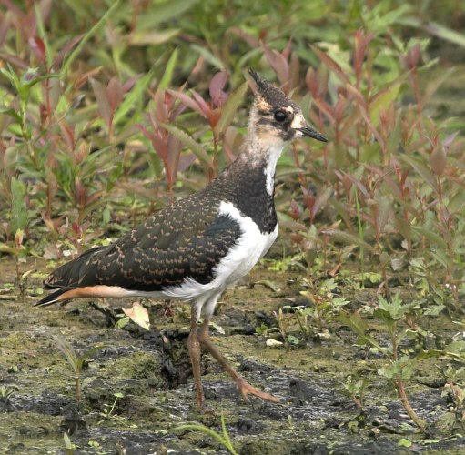 Čejka chocholatá (Vanellus vanellus) II