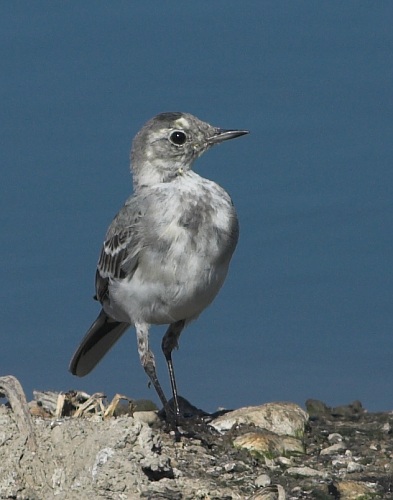 Konipas bílý (Motacilla alba)