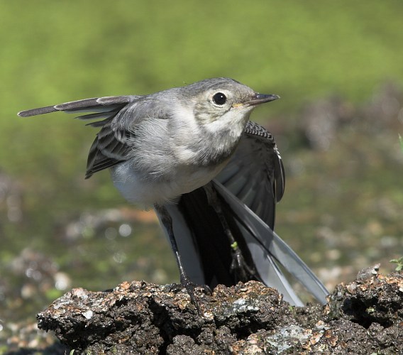 Konipas bílý (Motacilla alba) II