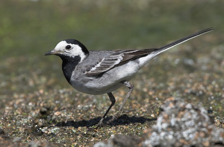 Konipas bílý (Motacilla alba) III