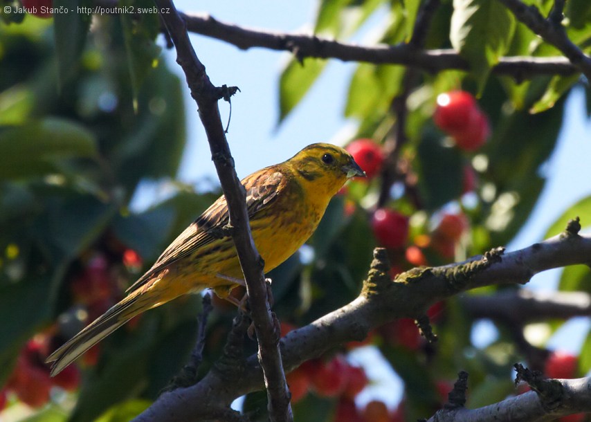 Strnad obecný (Emberiza citrinella) II