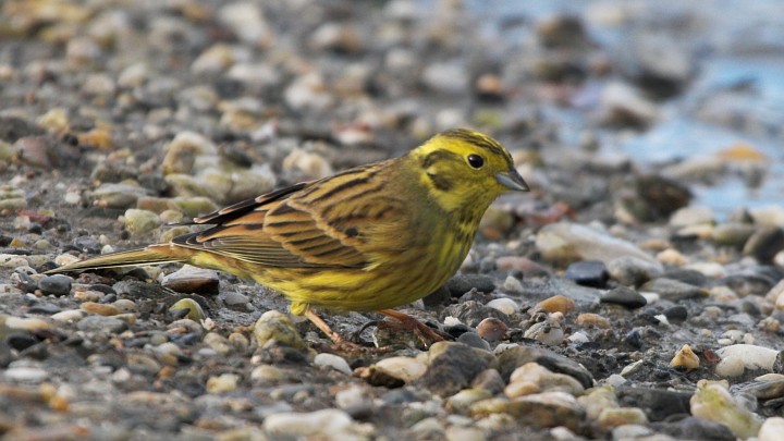 Strnad obecný (Emberiza citrinella) III