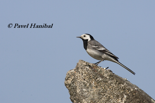 Konipas bílý (Motacilla alba)