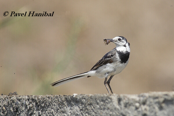 Konipas bílý (Motacilla alba) II