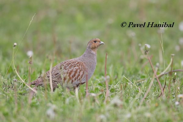 Koroptev polní (Perdix perdix) III