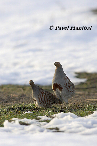 Koroptev polní (Perdix perdix) IV