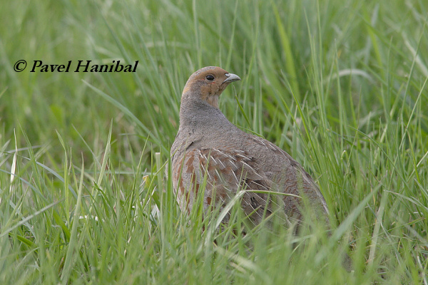 Koroptev polní (Perdix perdix) V