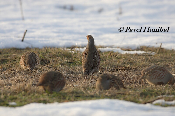 Koroptev polní (Perdix perdix) IX