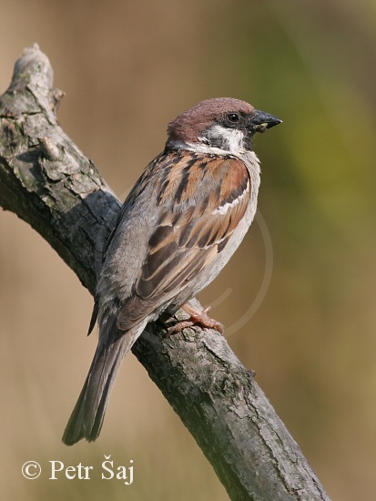 Vrabec polní (Passer montanus)