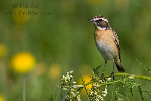 Bramborníček hnědý (Saxicola rubetra)