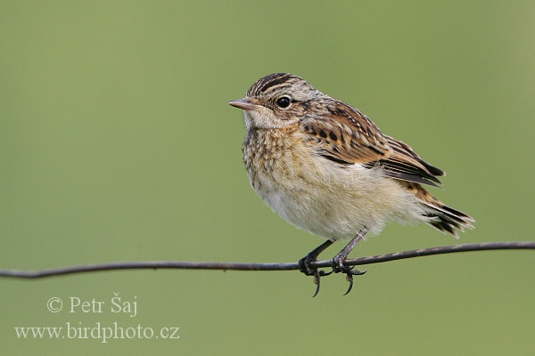 Bramborníček hnědý (Saxicola rubetra) III