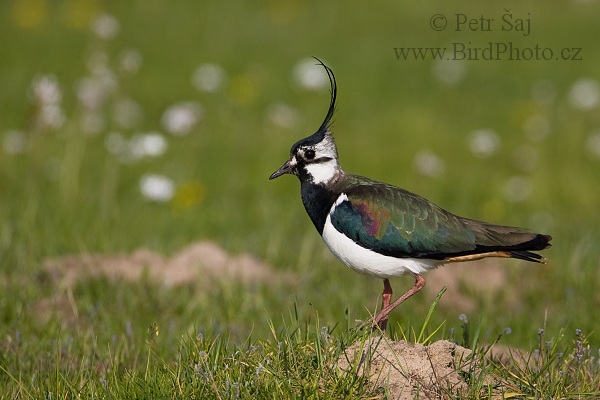 Čejka chocholatá (Vanellus vanellus)