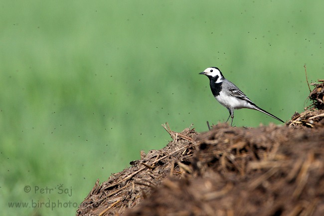 Konipas bílý (Motacilla alba)