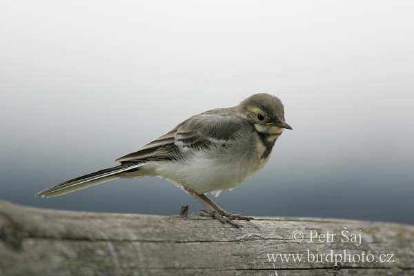 Konipas bílý (Motacilla alba) II