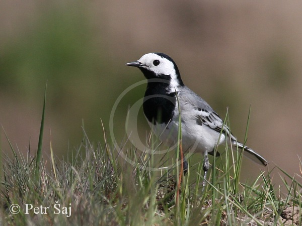 Konipas bílý (Motacilla alba) III