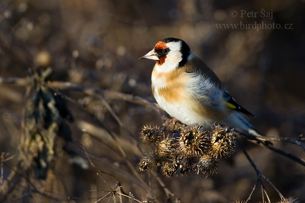 Stehlík obecný (Carduelis carduelis)