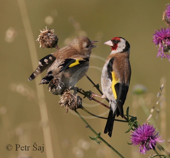 Stehlík obecný (Carduelis carduelis) II