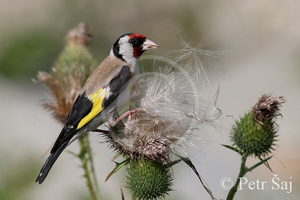 Stehlík obecný (Carduelis carduelis) III