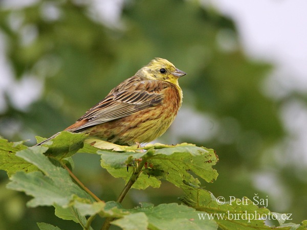 Strnad obecný (Emberiza citrinella) III