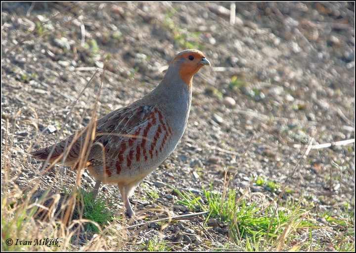 Koroptev polní (Perdix perdix) III