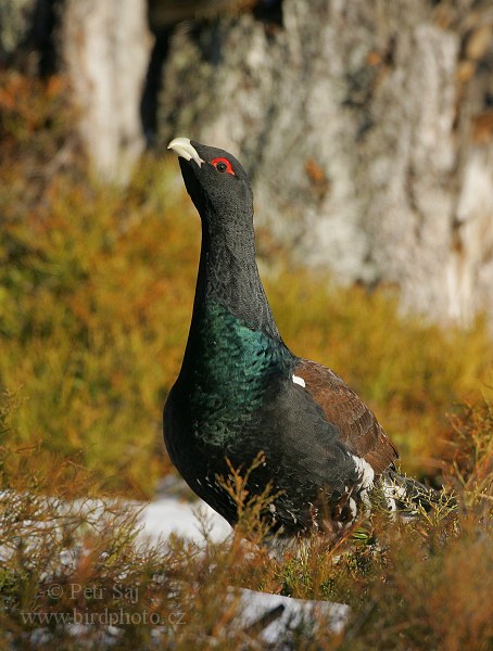 Tetřev hlušec (Tetrao urogallus) III